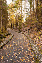Obraz premium Pedestrian asphalt road in autumn forest.