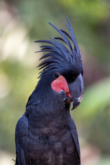 Close up of Probosciger aterrimus, The palm cockatoo or the goliath or great black cockatoo, is a...