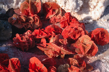 Saharan gypsum desert roses for sale on a stall on road across Chott El Jerid endorheic salt lake,...