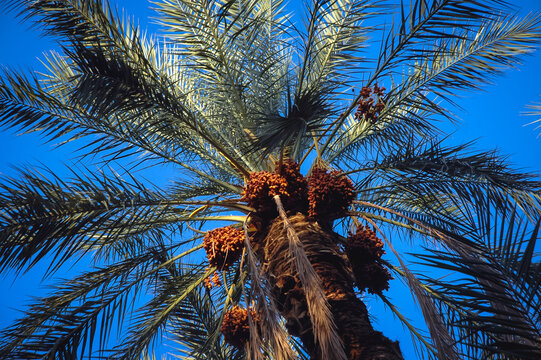 Date palm on plantation in Degache oasis town, Tozeur Governorate of Tunisia