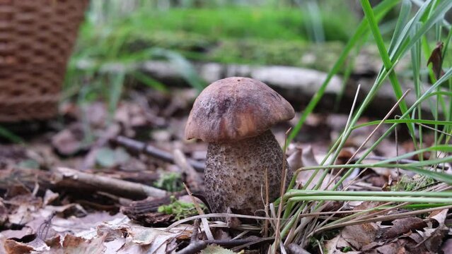 a closeup shot of a birch mushroom 