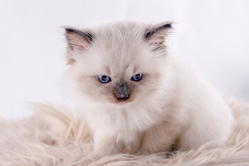 Fototapeta premium little ragdoll kitten with blue eyes in purple collar sitting on a white background. Photo for card and calendar