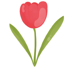 Red tulip