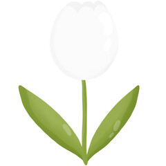 Obraz premium Tulip 