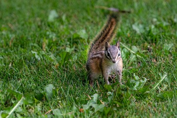 Naklejka na ściany i meble the chipmunk has a long tail that is standing up on some grass