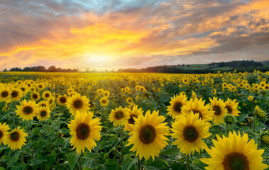 Fototapeta premium Cloudy sky over a sunflower field in Yorkshire at sunset in summer Organic and natural flower background..Category Plants and Flowers