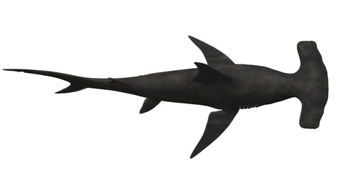 Fototapeta premium Hammerhead shark isolated on a Transparent Background