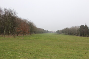 morning in the forest