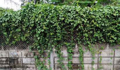 Fototapeta na wymiar Fence with green plants on old wall