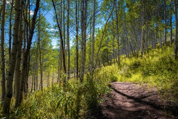 Obraz premium a dirt path through an empty field with tall green trees in the distance