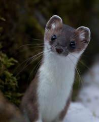 Ermine, (Mustela erminea) Ermellino