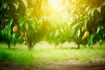 Plantación de mangos al atardecer con destellos del sol. - obrazy, fototapety, plakaty