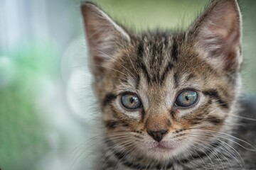 Fototapeta premium Tabby cat sitting on the grass looking directly at the camera