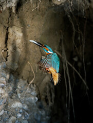 European kingfisher martin pescatore europeo (Alcedo atthis)