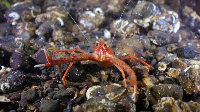 Underwater shot of bright red Squat lobster with long claws resting on sea bed, Oban UK.