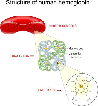 Hemoglobin structure.