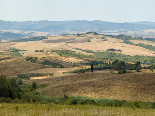 Obraz premium Rural countryside landscape of Tuscany hills. The Tuscany region is characterized by the cultivation of wheat, olives, vineyards and cypress passages.