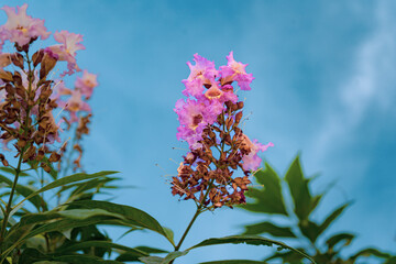Beautiful pink flowers fluttering with a blue sky behind them