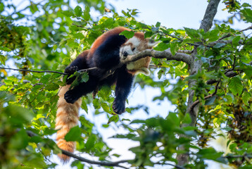 Red Panda - Ailurus fulgens, popular small panda from Asian forests and woodlands, China.