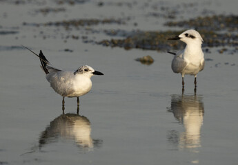 A pair of Gull-billed tern at Arad coast, Bahrain