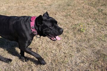 Portrait of an Italian Mastiff Cane Corso. Black and white Italian Mastiff Cane Corso outdoors. Walking training on a level paddock. Large breed of Roman gladiator dogs. The oldest dog breed