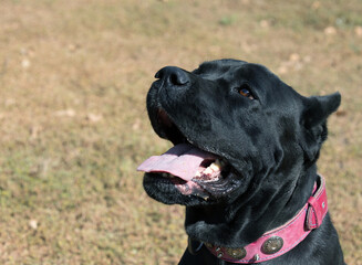 Portrait of an Italian Mastiff Cane Corso. Black and white Italian Mastiff Cane Corso outdoors. Walking training on a level paddock. Large breed of Roman gladiator dogs. The oldest dog breed