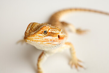 Naklejka premium Bearded dragon, pogona vitticeps, isolated on white background, Tiger Pattern Morphs. Professional studio macro photography on isolated white background