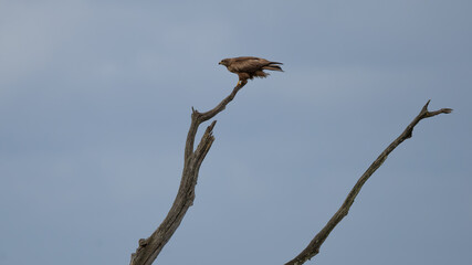 Milvus migrans - Black kite - Milan noir
