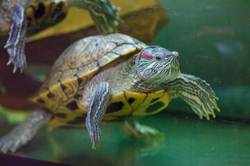 underwater photography of fish Trachemys scripta elegans
