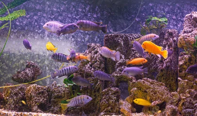 Poster underwater photography of fish Maylandia estherae and Protomelas fenestratus © Minakryn Ruslan 