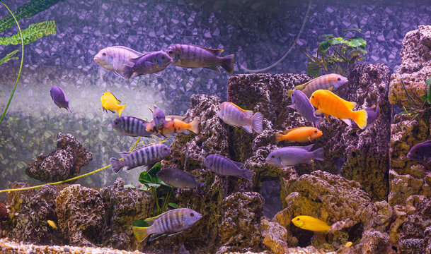 underwater photography of fish Maylandia estherae and Protomelas fenestratus