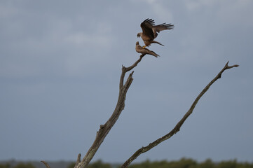 Milvus migrans - Black kite - Milan noir