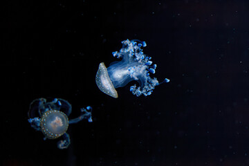 underwater shot of a beautiful Australian Spotted Jellyfish © Minakryn Ruslan 