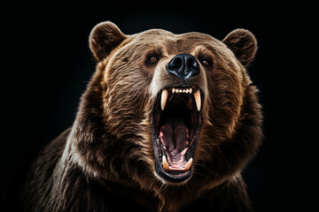 roar of a bear isolated white background