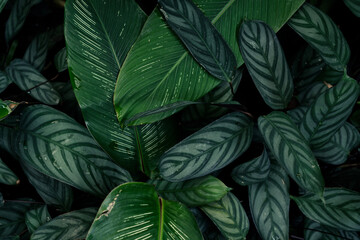 tropical foliage on dark nature background