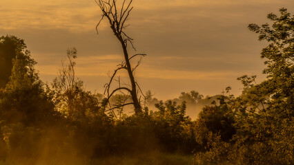 Fototapeta premium Morning fog at sunrise over the Suprasl River in Podlasie.