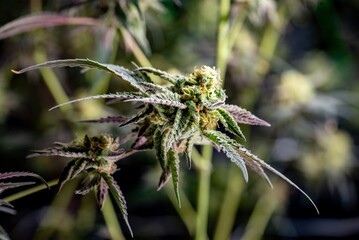 Cannabis flowers plant Closeup with fresh fan leaves cola pistil trichomes and sugar leaves. Cola...