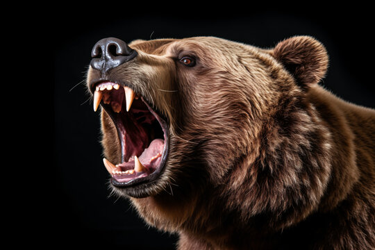Aggressive Bear Bilder Stock Fotos Videos Adobe Stock aggressive-bear-bilder-stock-fotos-videos-adobe-stock