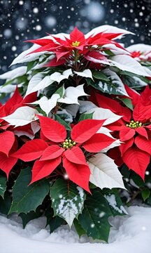 Photo Of Christmas Poinsettia Plant Surrounded By Snowflakes