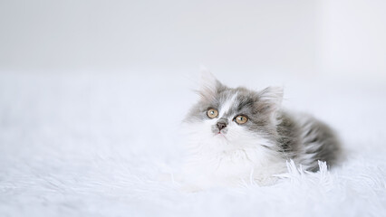 Little kitten on a white blanket. Kitty three months 