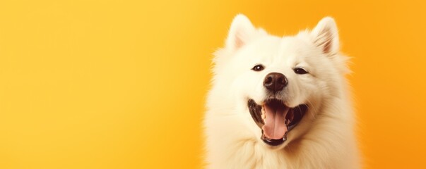 Happy white fluffy dog isolated on bright yellow background. Banner with beautiful smiling pet....