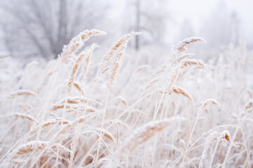 Fototapeta premium Tall dried grass under the snow. Winter season. Cold weather