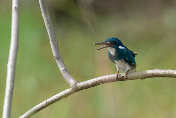 A little blue kingfisher chick is learning and perched by surveying its surroundings to hunt and find prey to eat