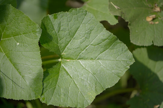 close up of a leaf, Coltsfoot; leaf, Tussilago, white butterbur, petasites albus stock images