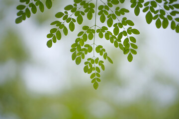 Hanging Moringa Oleifera Leaves - Fresh Green Drumstick Tree - The Miracle Leaves - Background for Adobe Stock	