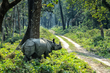 One-horned Rhino (Rhinoceros unicornis), Chitwan National Park (CNP), Nepal, Asia - obrazy, fototapety, plakaty