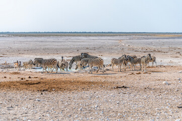 A view of a large herd of Zebras drinking at a waterhole in the morning in the Etosha National Park...
