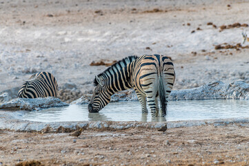 A view of a lone Zebra drinking at a waterhole in the morning in the Etosha National Park in...