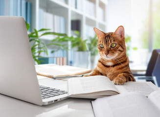 The cat sits at the desk and looks at the laptop.