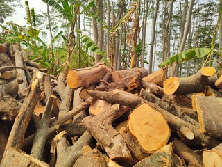 Stack of logs in industrial forest ready to transport to wood factory